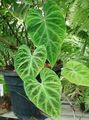 Indoor Plants Philodendron liana, Philodendron  liana green Photo