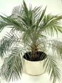Indoor Plants Date Palm tree, Phoenix green Photo